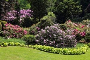 Six Beautiful Flowers to Include in Your NJ Spring Garden
