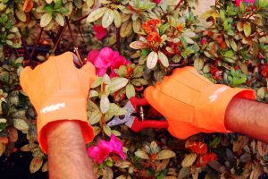 The Benefits of Hand Pruning Shrubs in New Jersey
