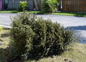 How to Clean Your NJ Suburban Lawn and Garden After the Holidays