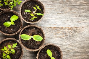 Seeds, Seedlings and Your NJ Spring Garden: How to Plan Now