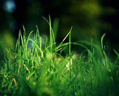 Best Grass Types to Use in New Jersey