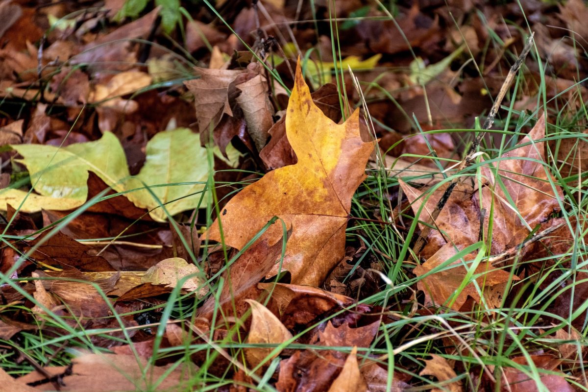6 Ways To Prepare Your New Jersey Lawn For Winter