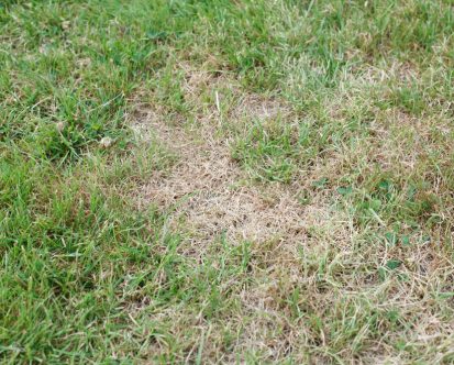 How to Treat and Prevent Brown Patches in your Grass in New Jersey