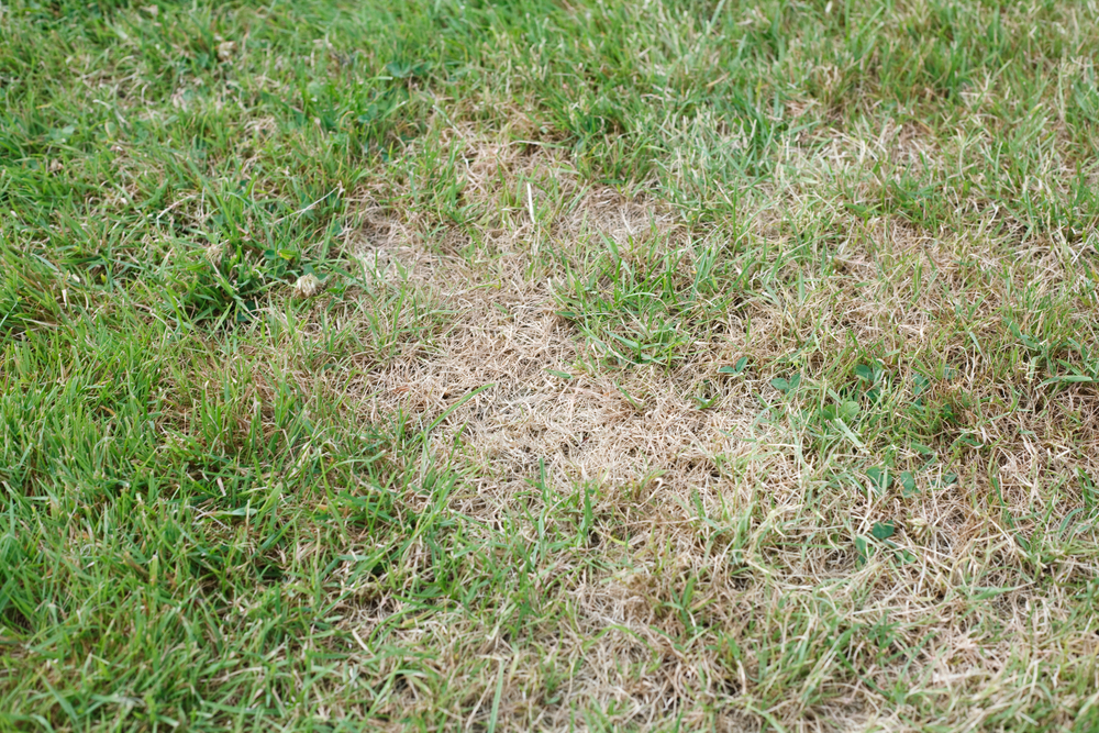 treating brown patch in lawns