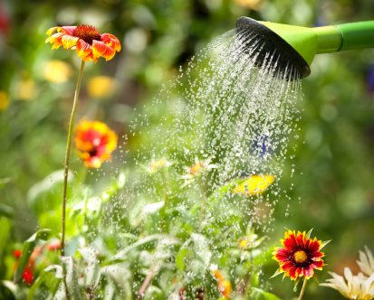 How to Save Water in Your Garden in New Jersey
