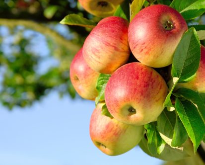 Best Fruit Trees to Plant in New Jersey