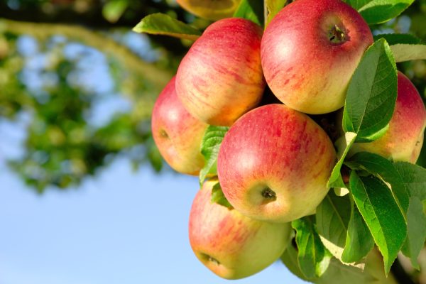 Best Fruit Trees to Plant in New Jersey