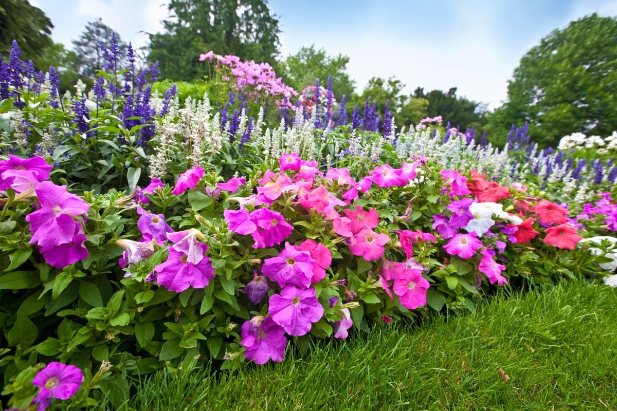 Why You Should Combine Annuals and Perennials This Spring in New Jersey