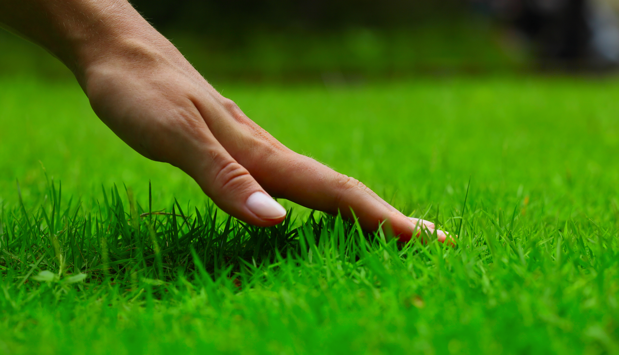 Hand on a lawn