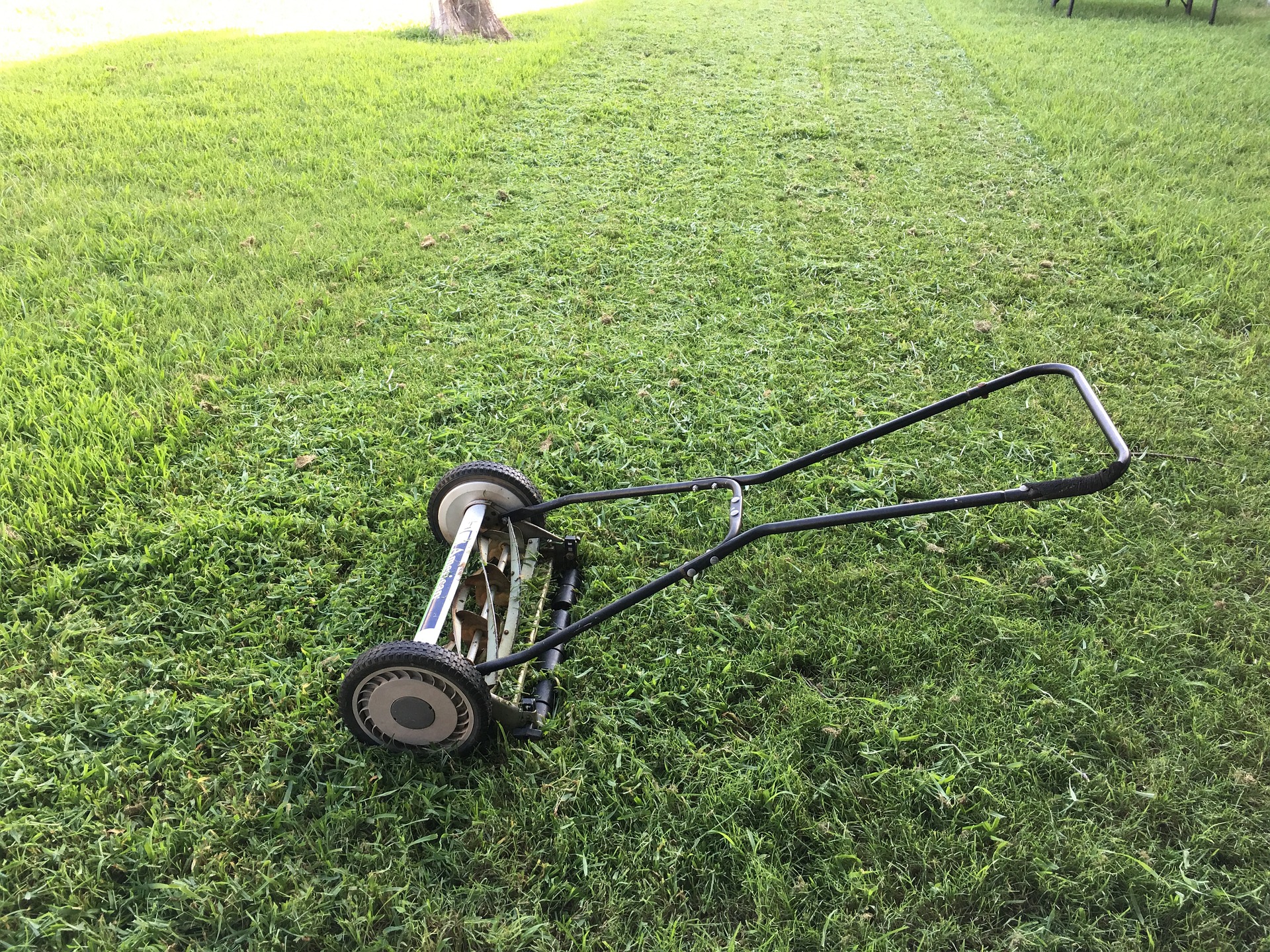 when to seed lawn