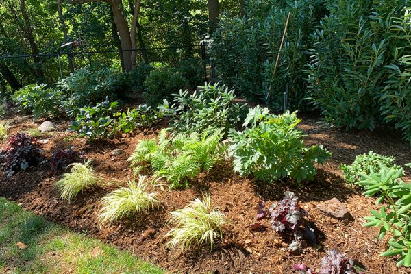 Is Mulch The Best Way To Keep Weeds From Sprouting Up?