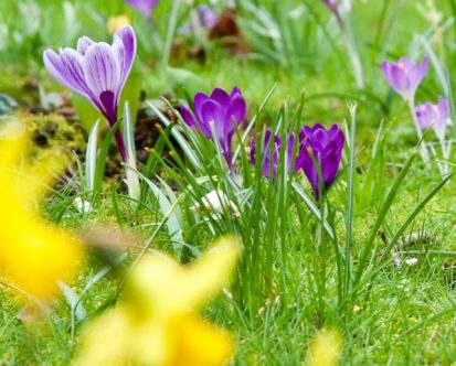 Top Spring Flowers in 2021 For Your Flower Garden