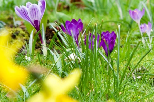 Top Spring Flowers in 2021 For Your Flower Garden