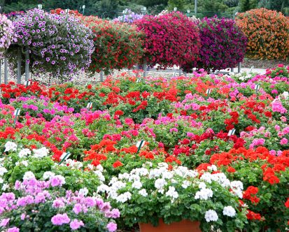 Top Summer Flower That Require Almost No Maintenance