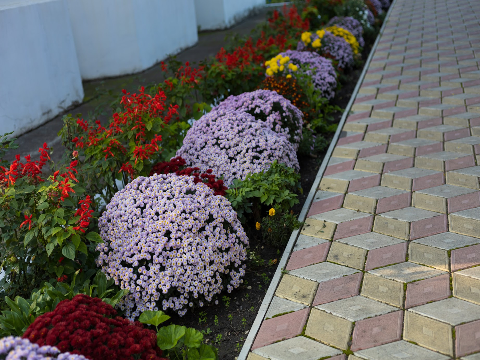 summer flowers for commercial property