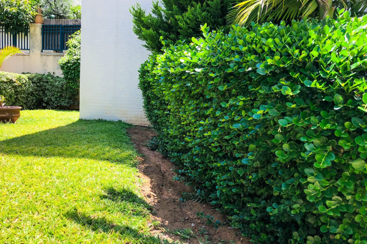 Low Maintenance Plants For Your Commercial Landscaping Property
